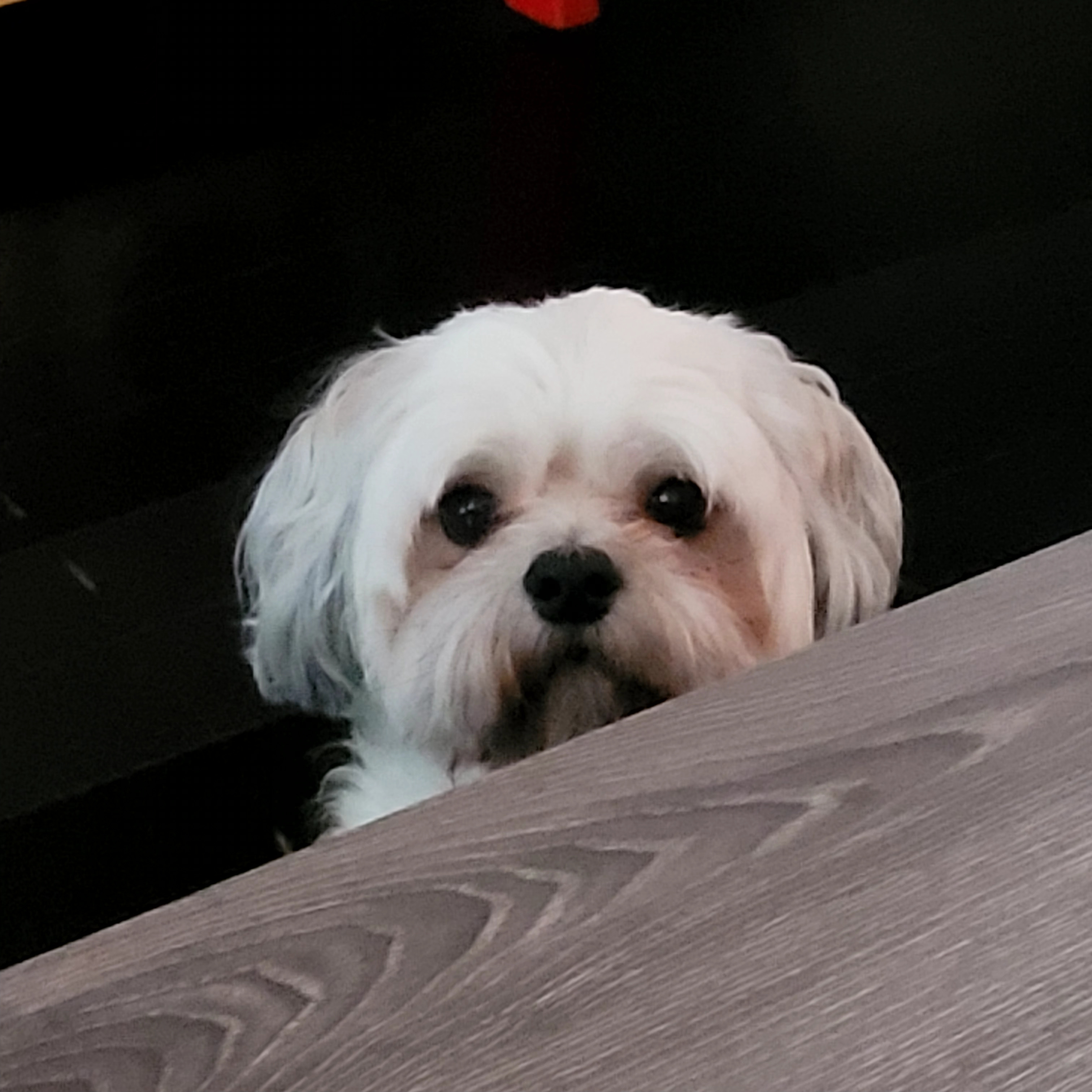 milo
