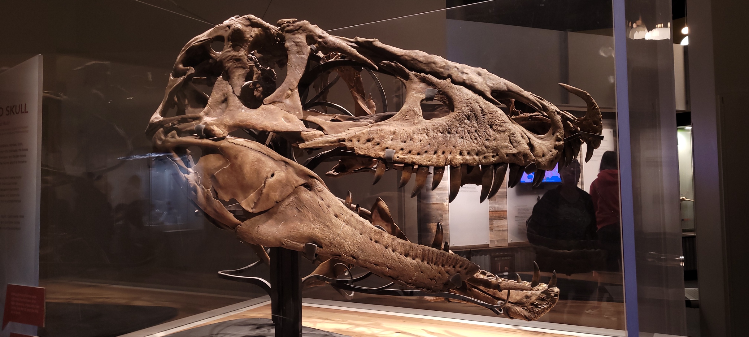 dino